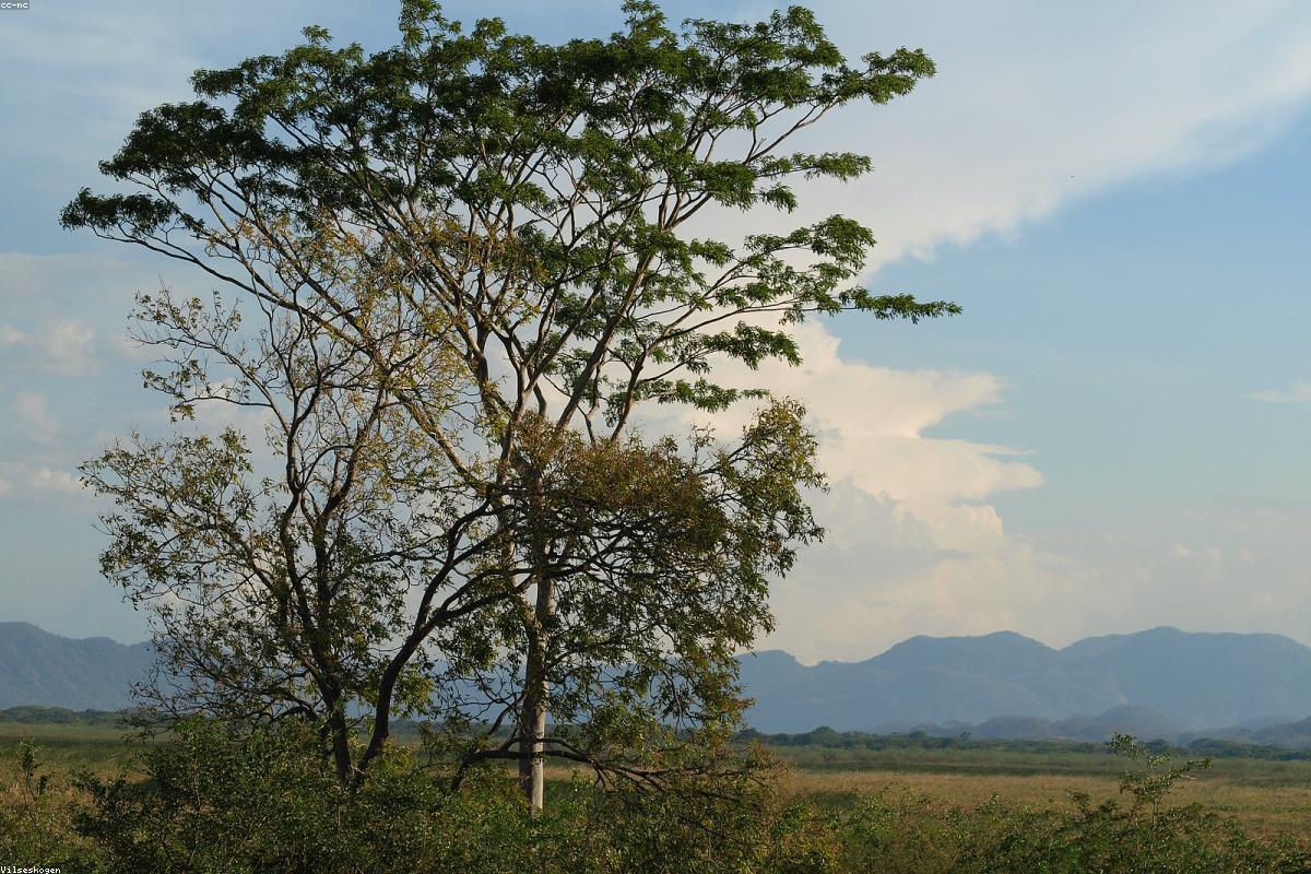 Wide view of Kakadu floodplain