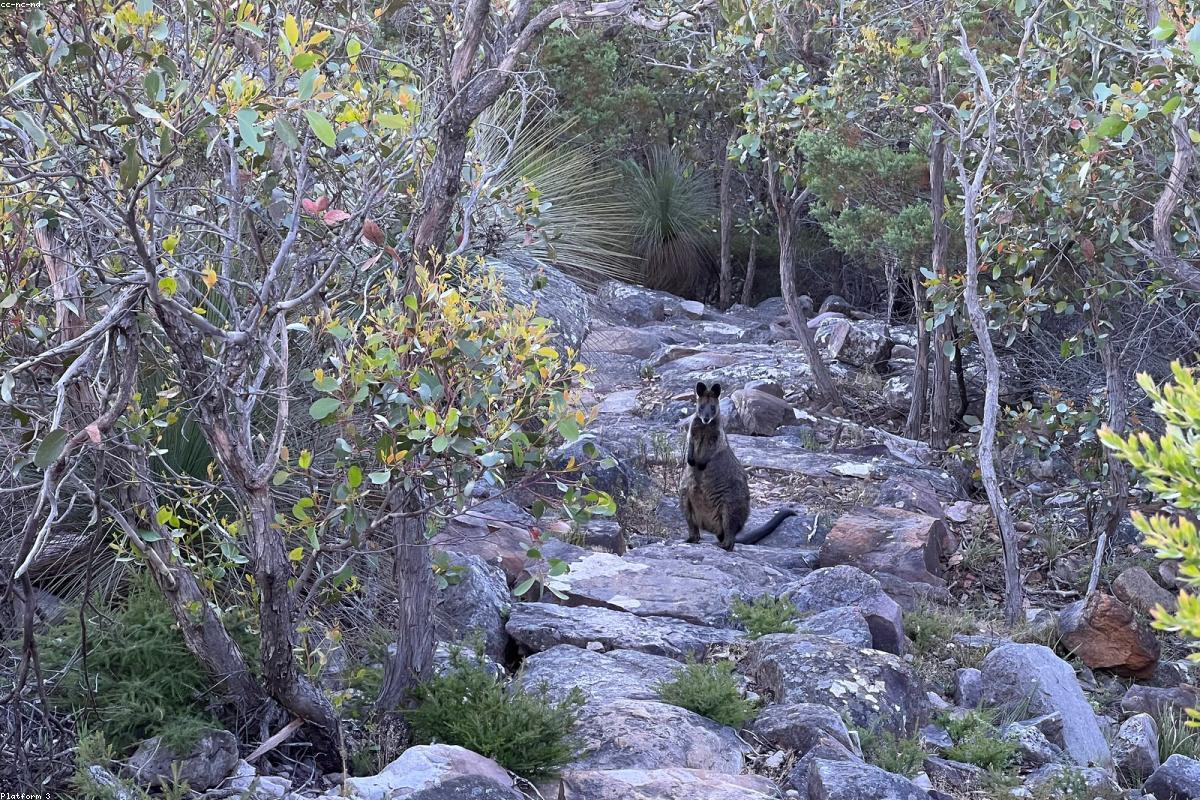 Wallaby at edge of road