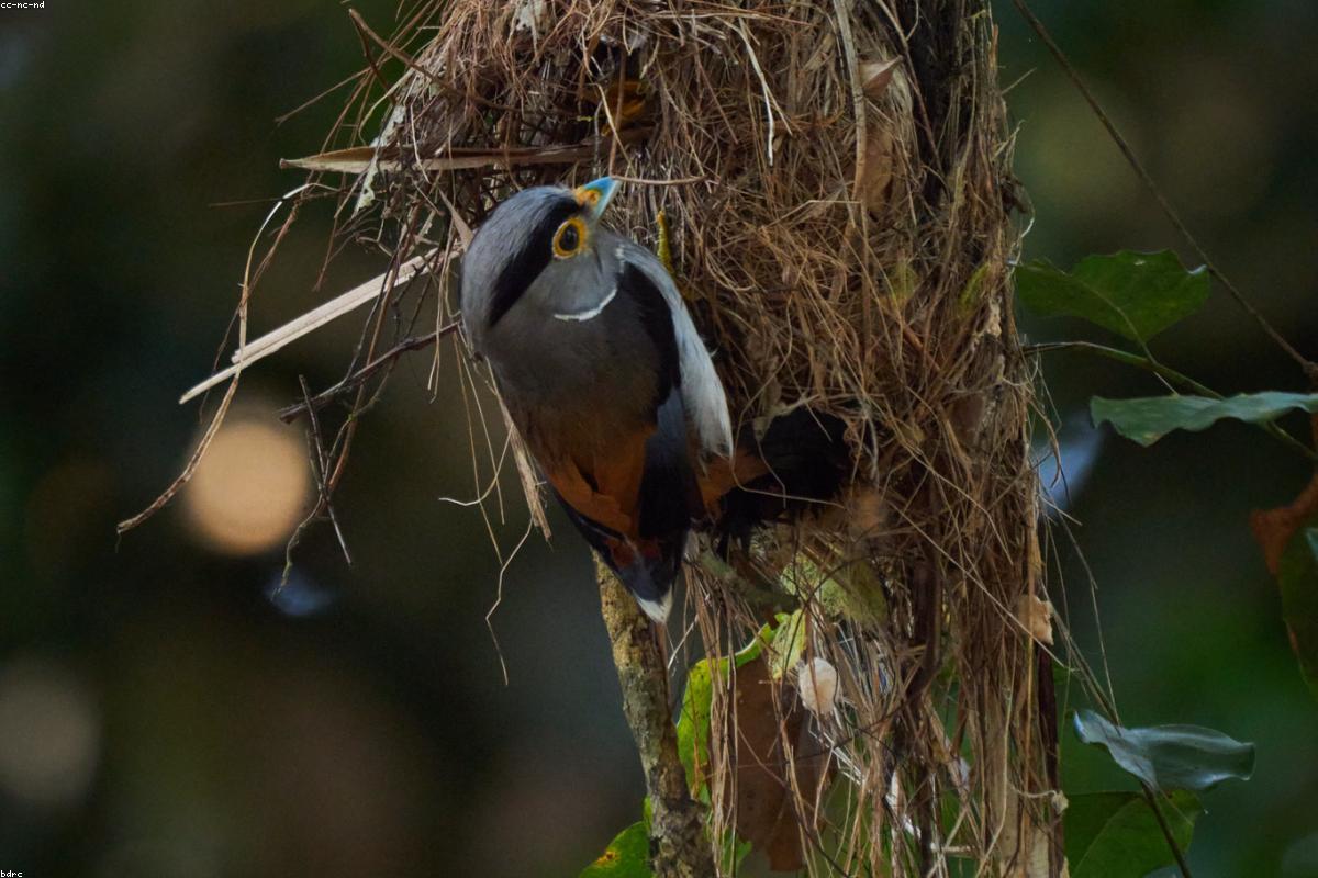 Kinabalu foothills, Borneo