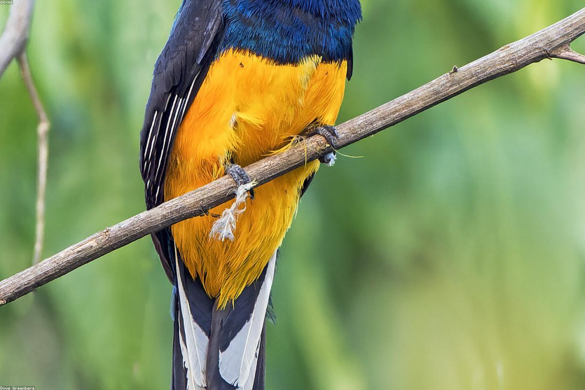 Whitehead's trogon in shade