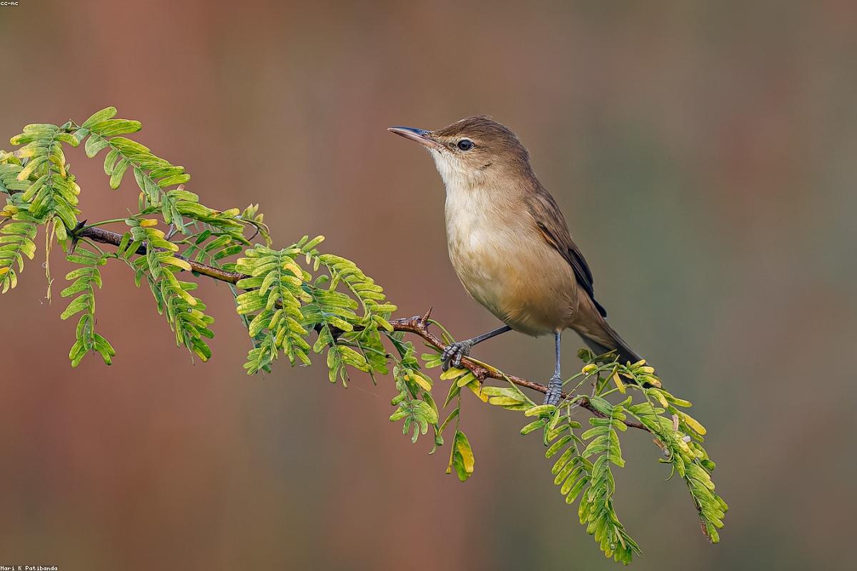 Bornean treepie on branch