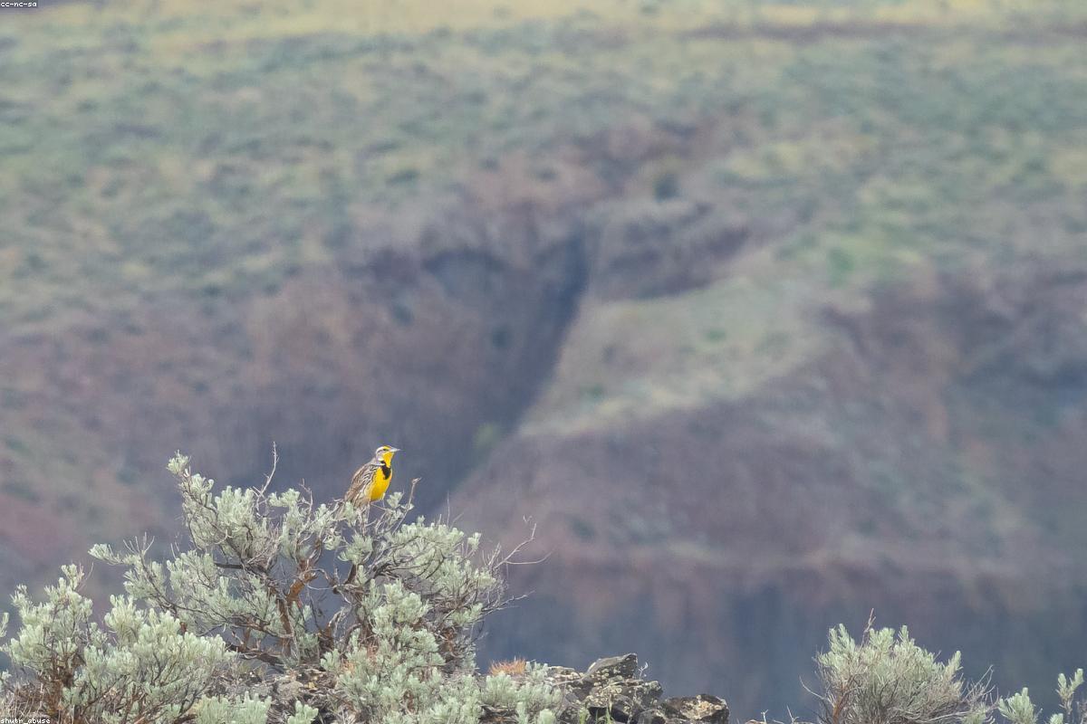Meadowlark on fence wire