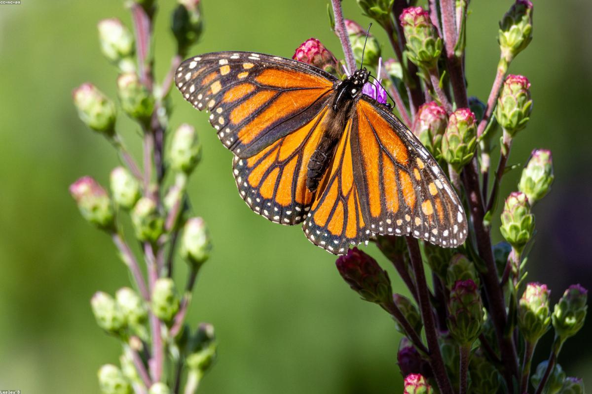 Monarch on coneflower