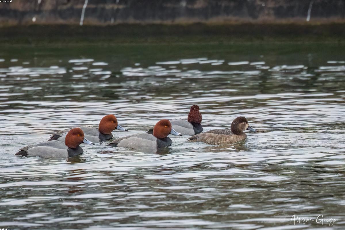 Common Pochard male close-up