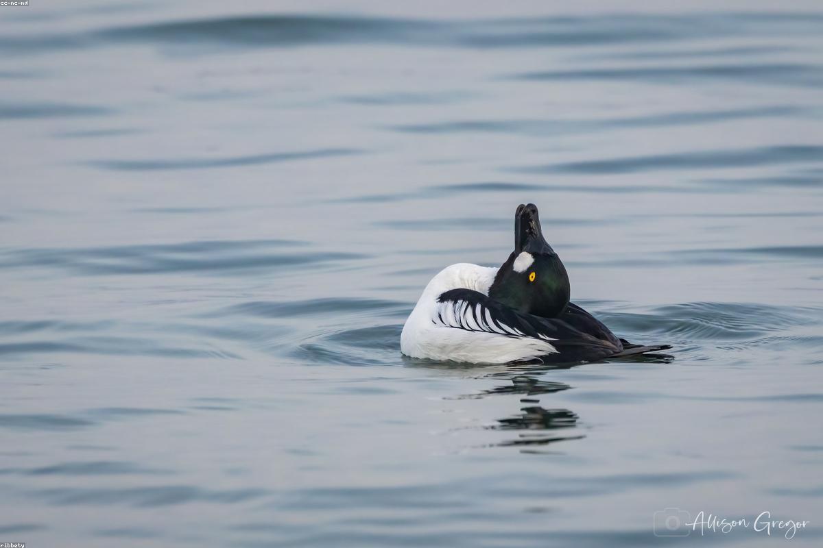 Common Goldeneye at distance