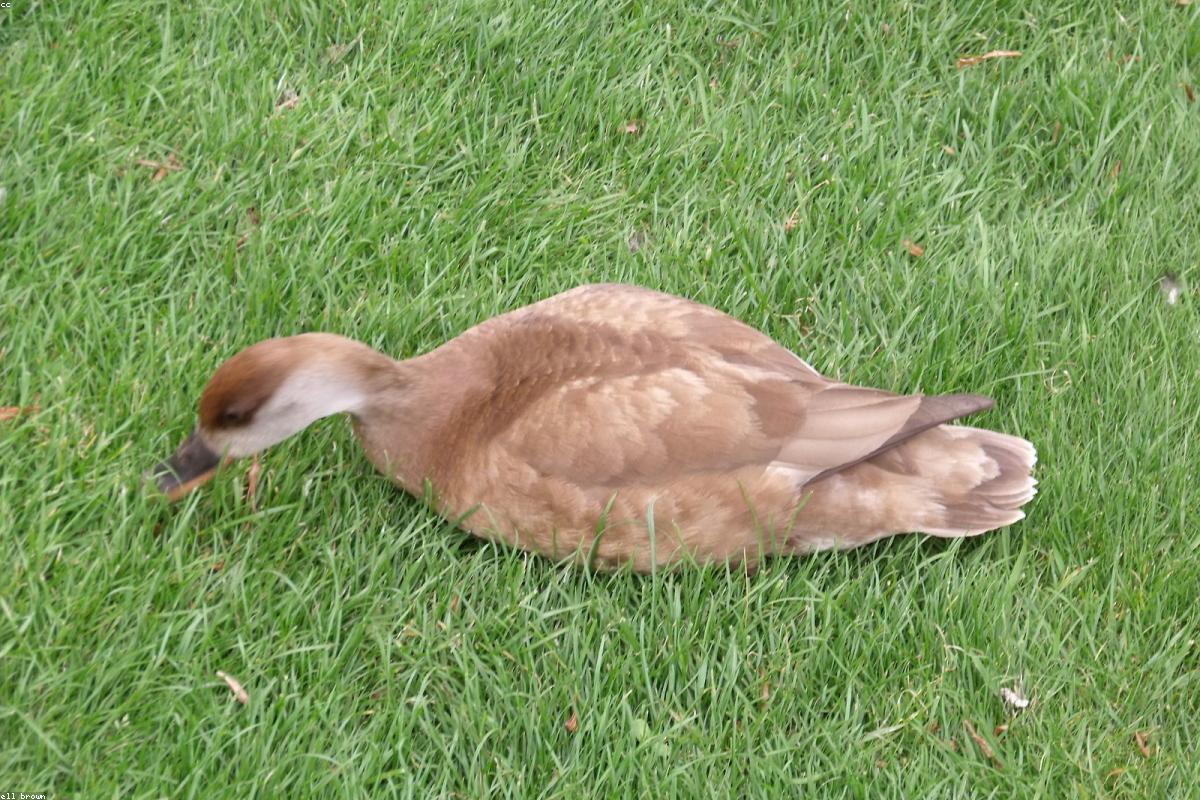 Red-crested Pochard male near reeds