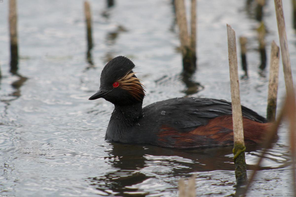 Black-necked Grebe in winter plumage