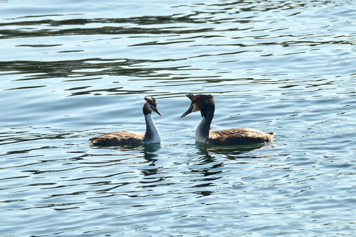 Great Crested Grebe displaying