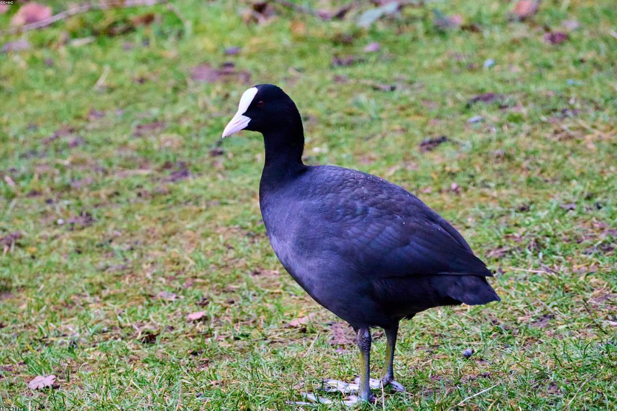 Coot mid-brawl