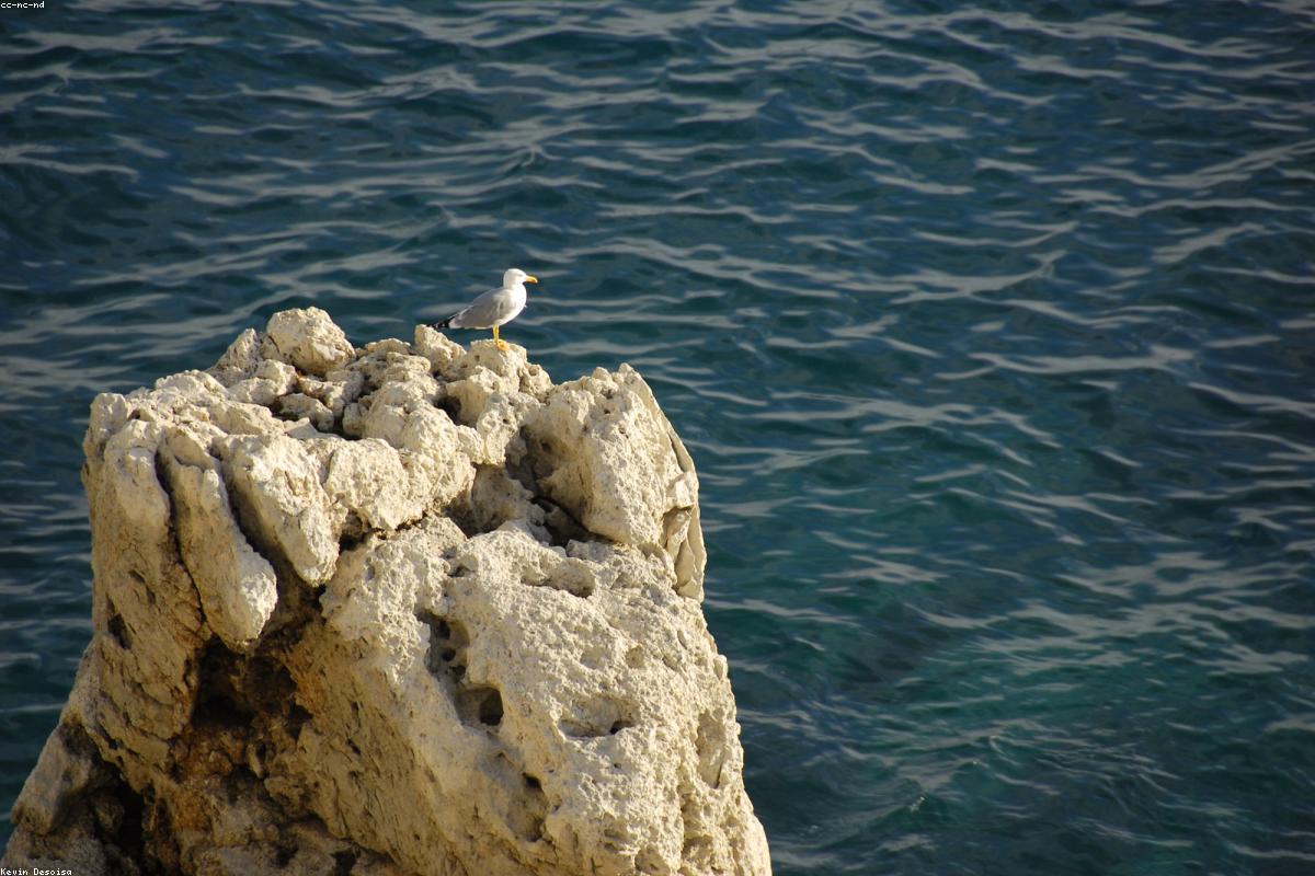 Yellow-legged Gull on breakwater