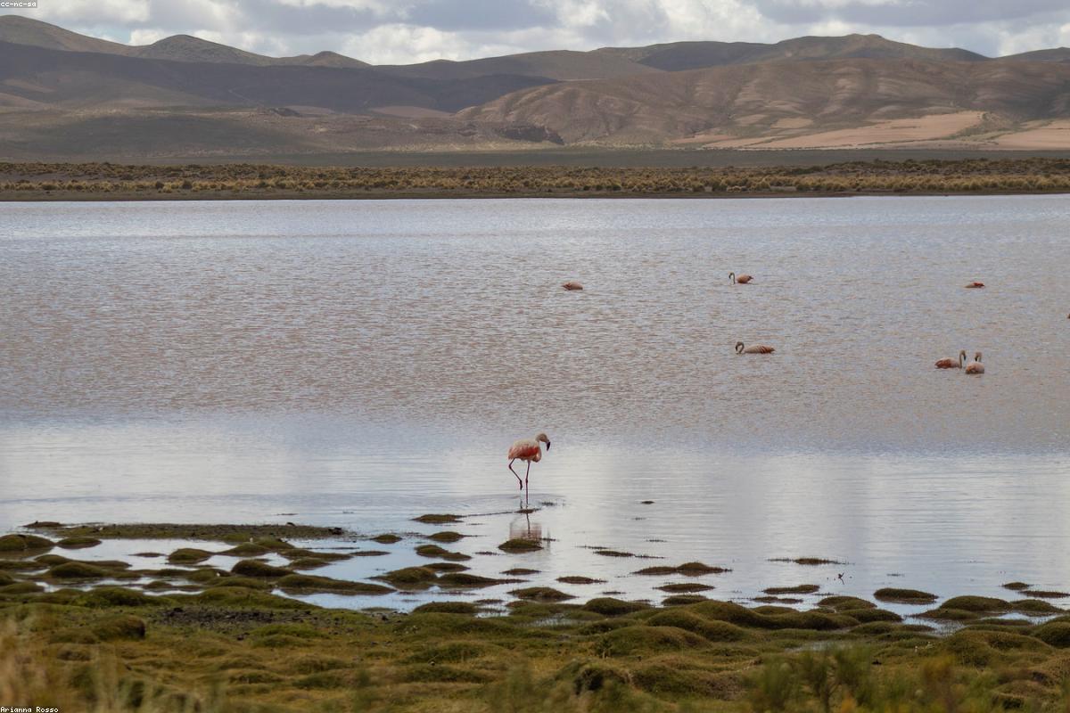 Lesser flamingos in closer group