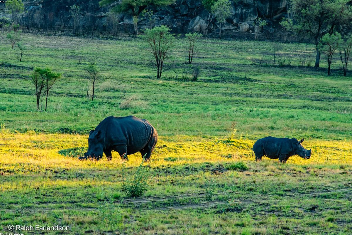 White rhino mother and calf