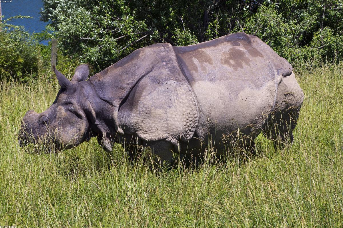 Black rhino in brush