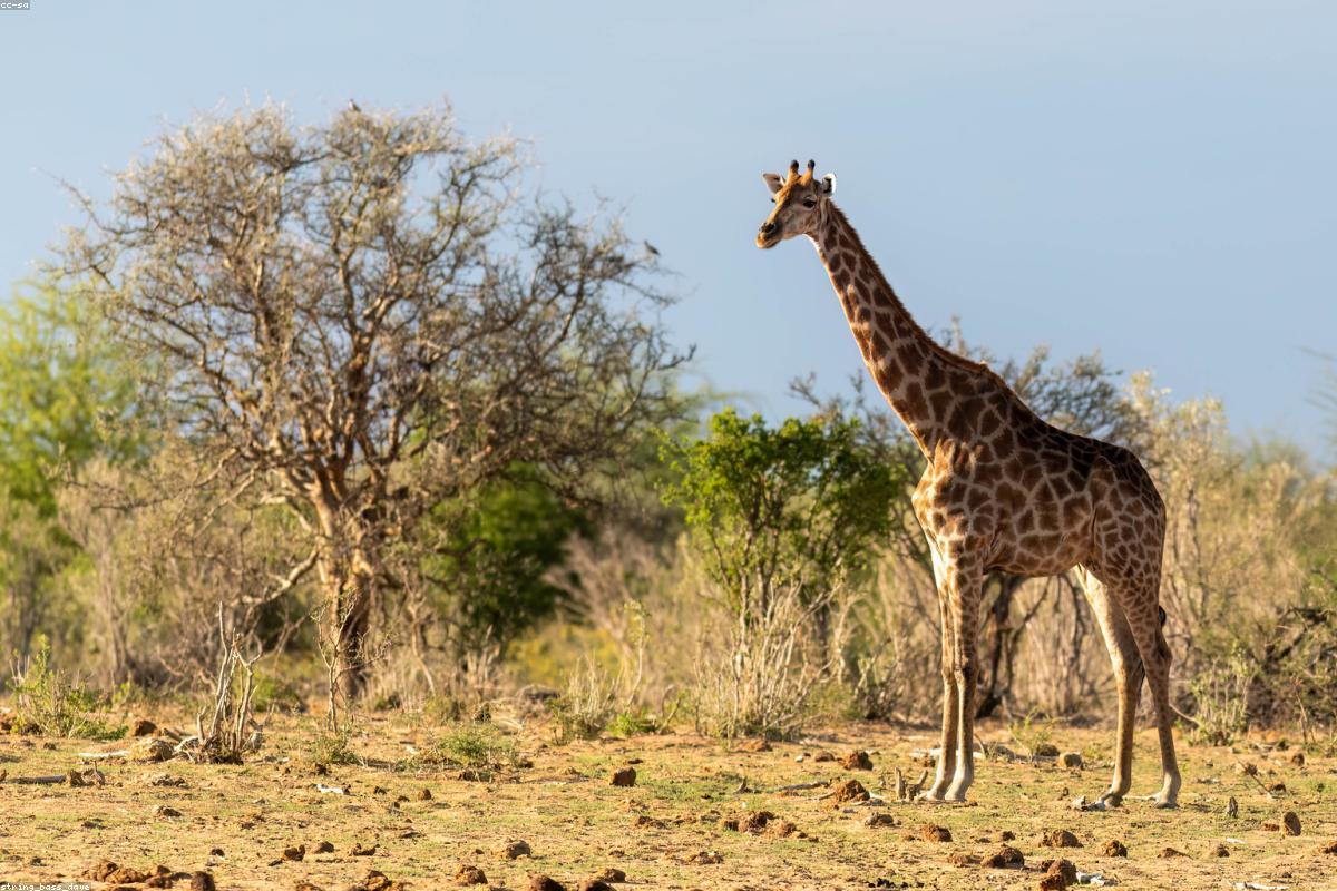 Rothschild's giraffe in acacia