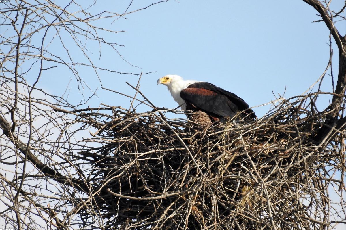 African fish eagle calling