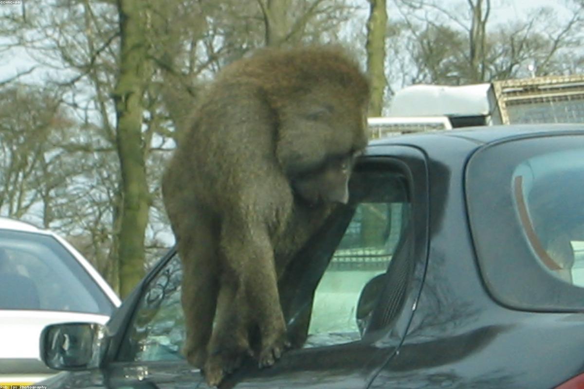 Baboons on dirt road