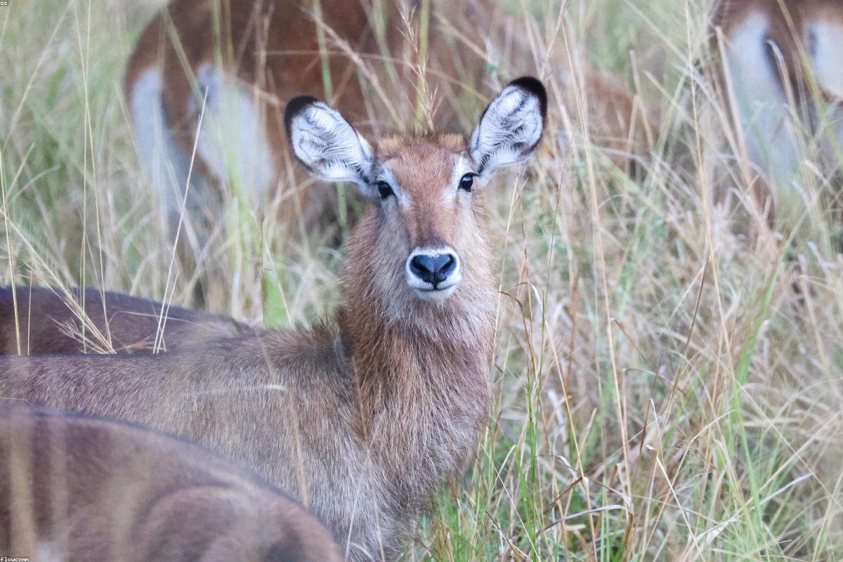 Waterbuck buck at edge of acacia