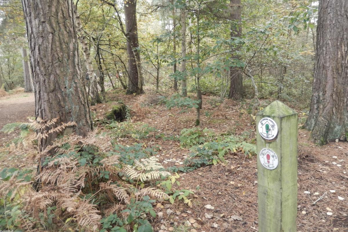 Bracken slope going orange