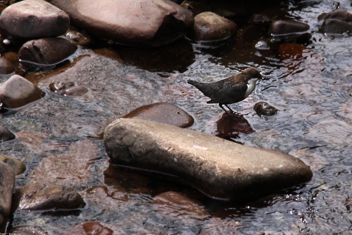 White-throated Dipper on rock in beck