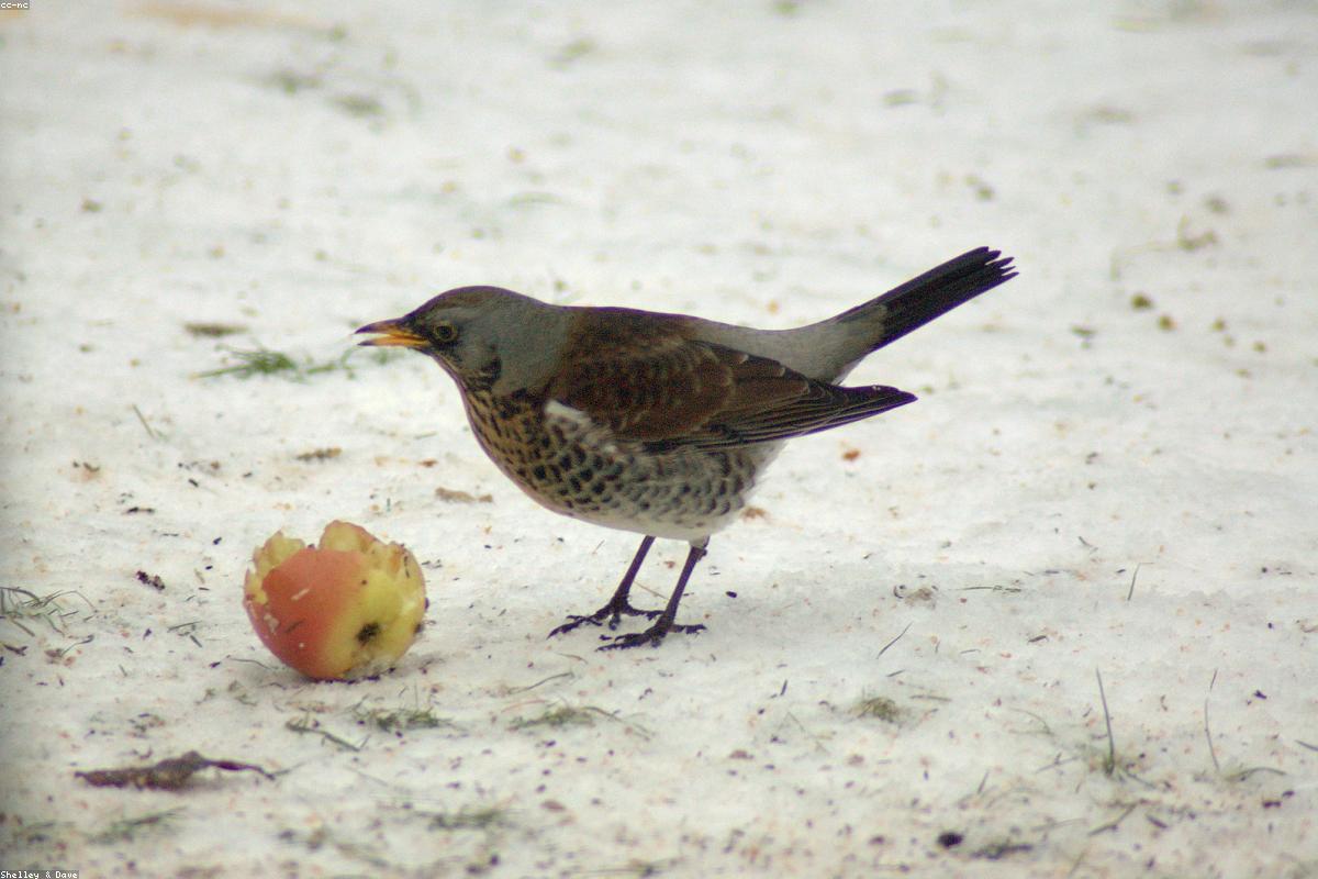 Fieldfare in hawthorn with berries