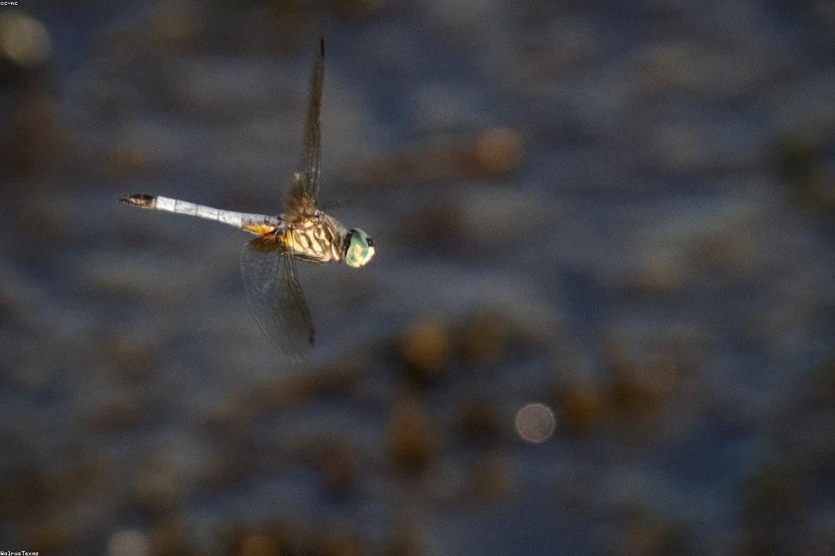 Late dragonflies at Huntley Meadows