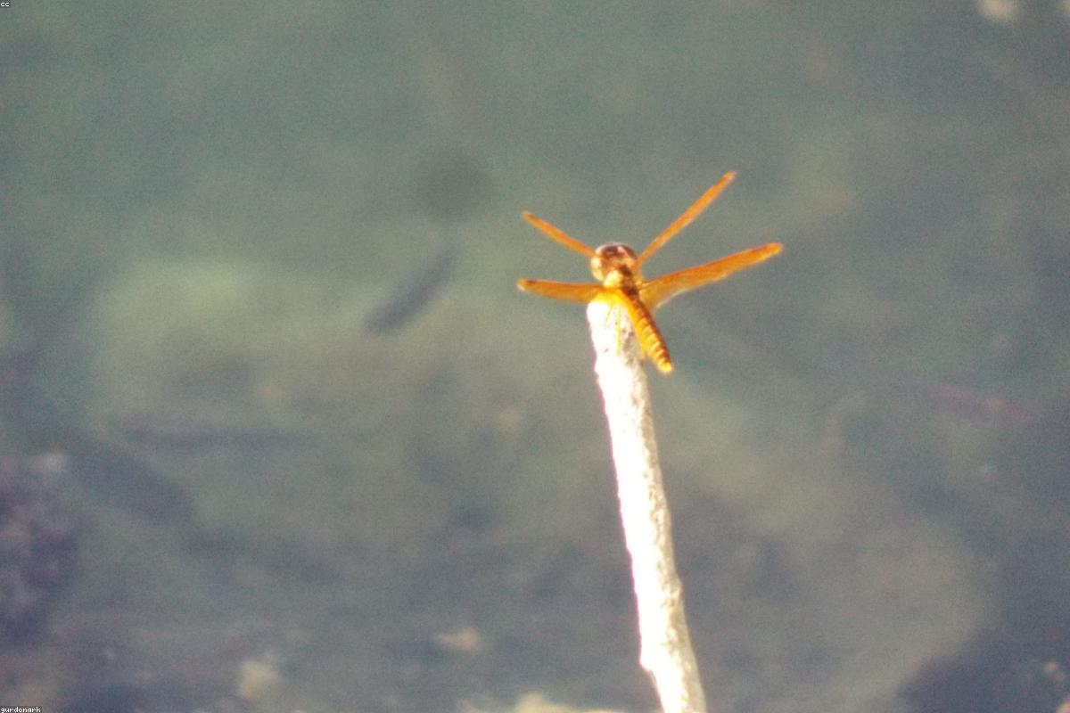 Eastern Amberwing male on a cattail