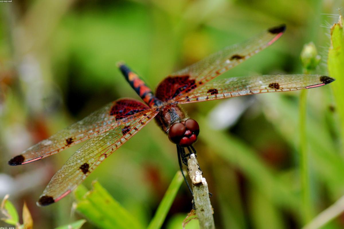 Carolina Saddlebags on dead stalk