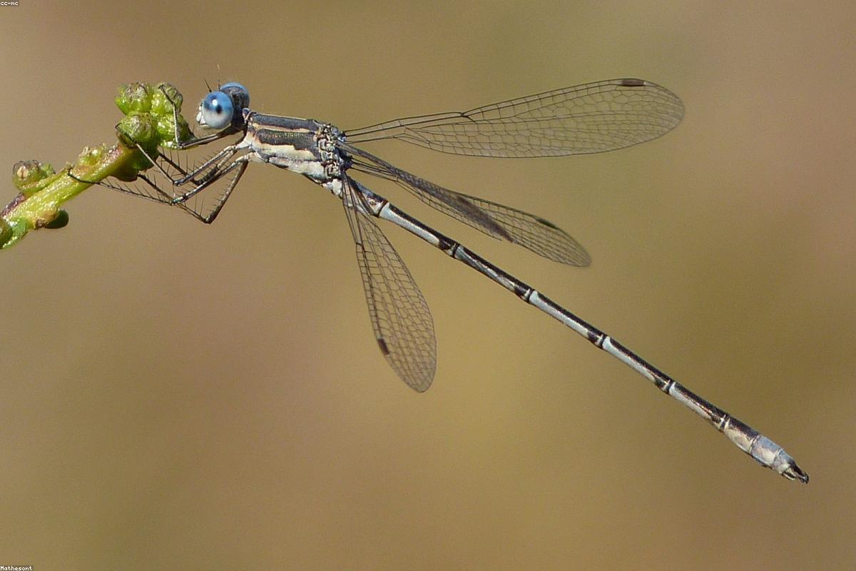 Spotted Spreadwing close-up
