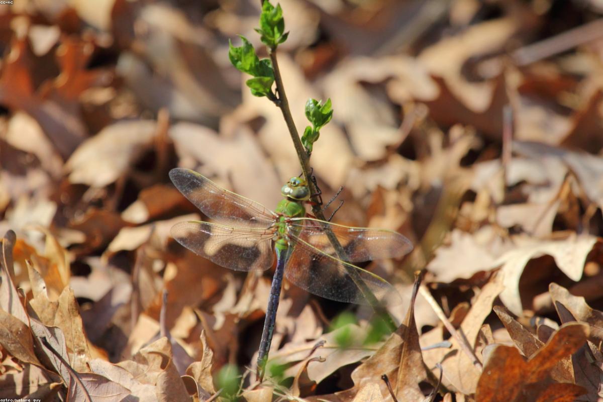 Common Green Darner in flight