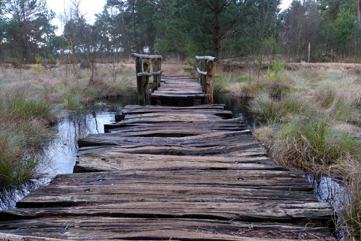 Boardwalk cutting through cattails