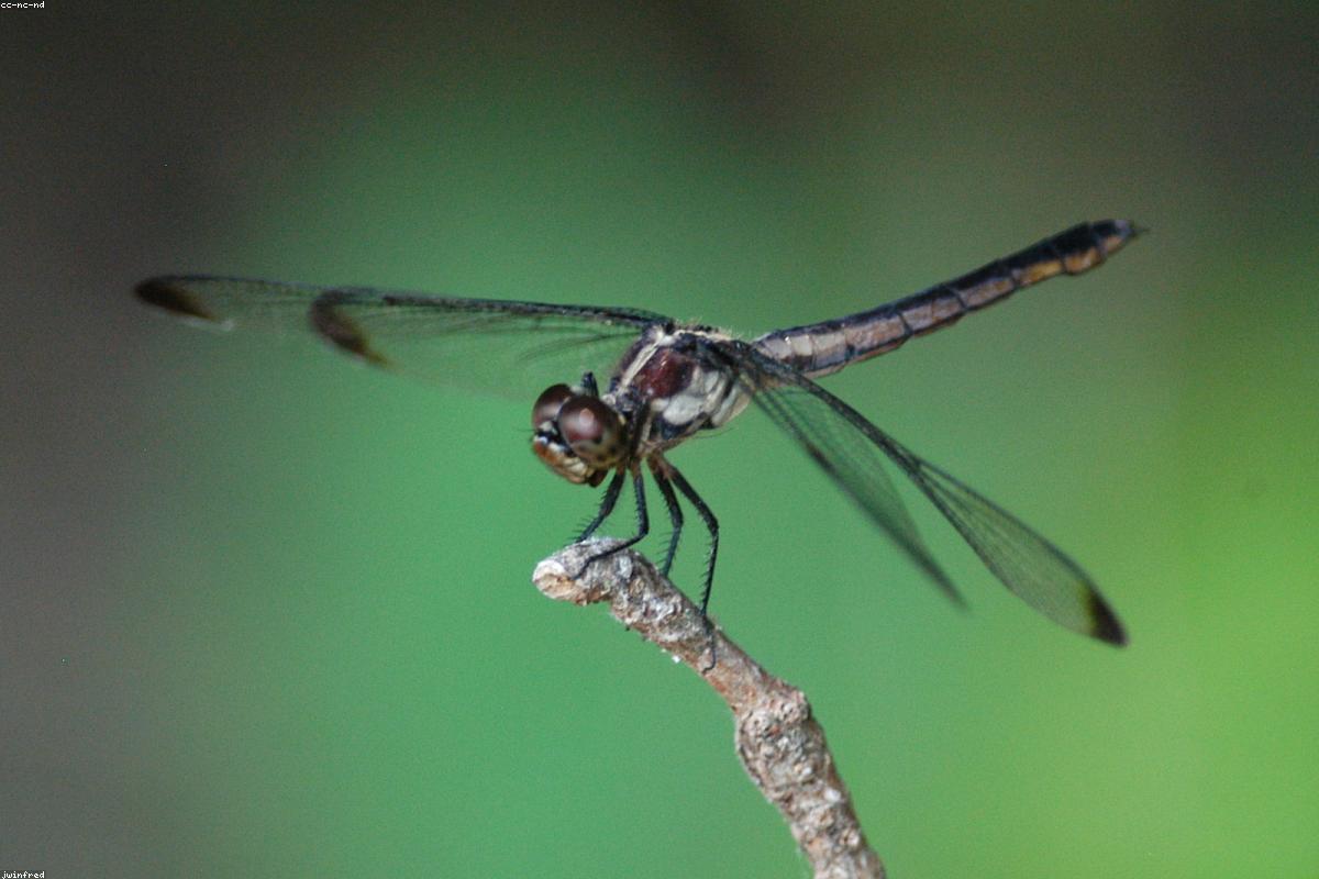 Slaty Skimmer on a branch tip