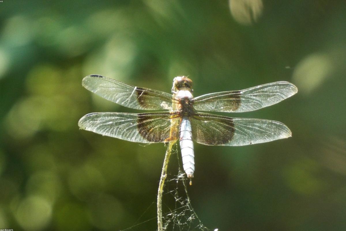 Common Whitetail male on sticks