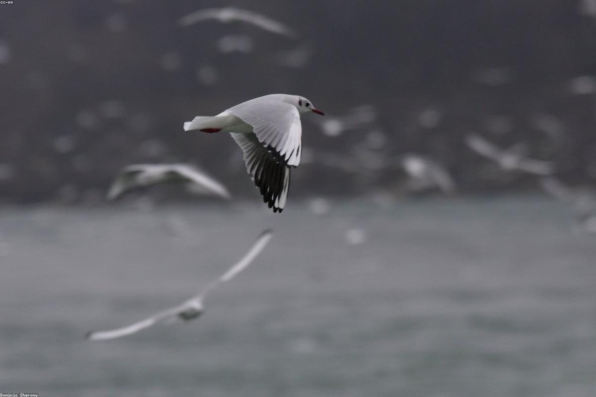 Lesvos in spring migration