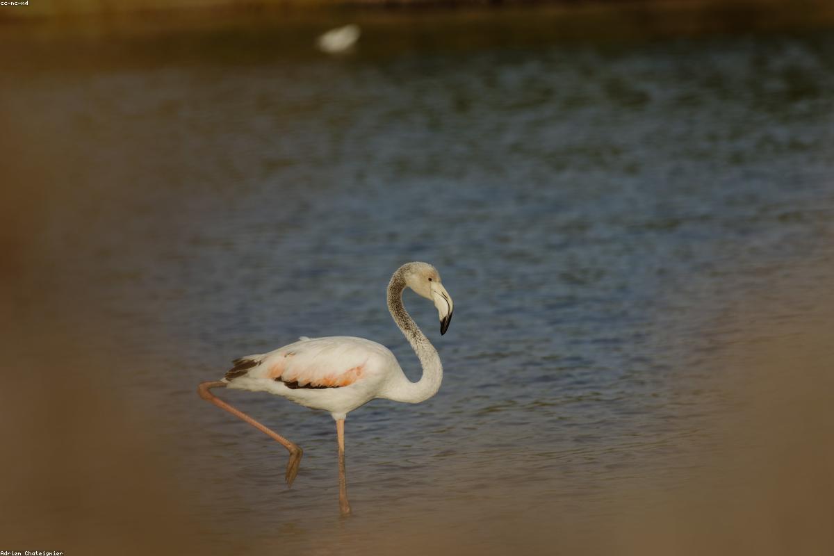 Flamingos on salt pans