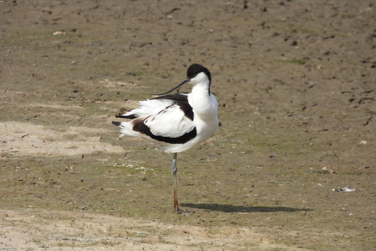 Avocet walking in shallows
