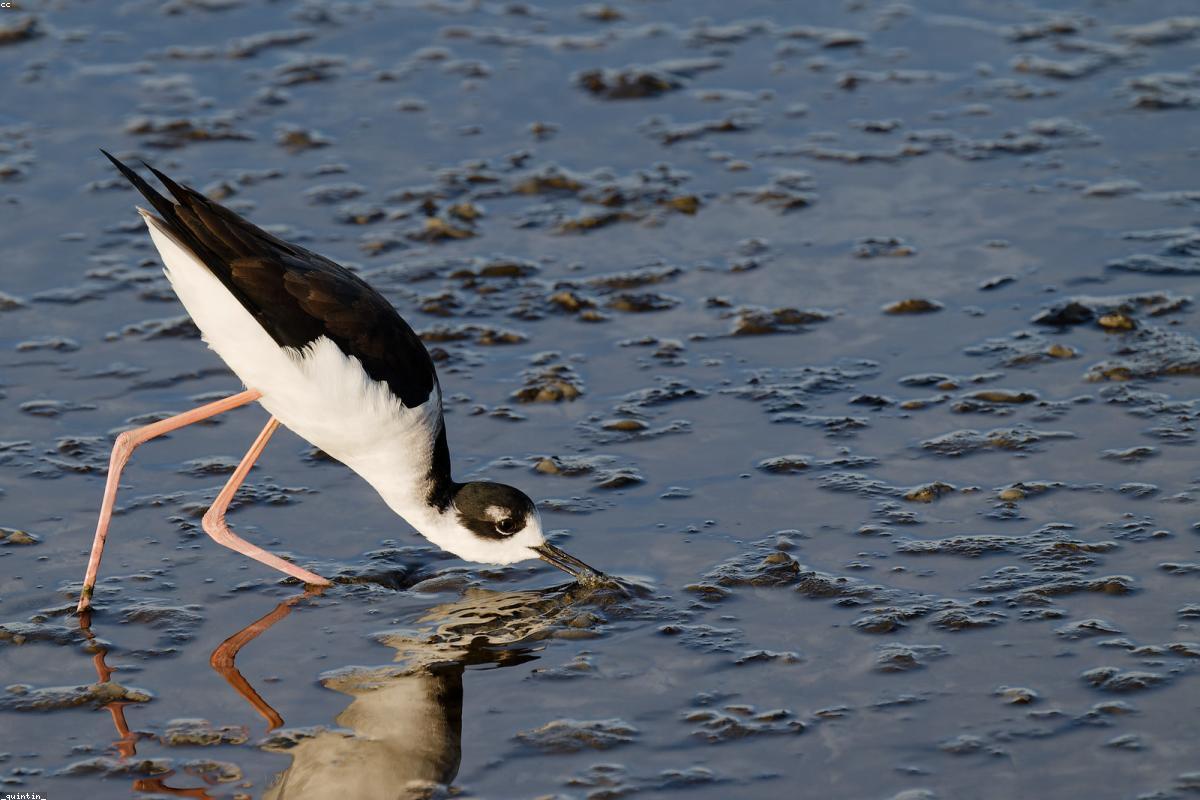 Stilt in bright water
