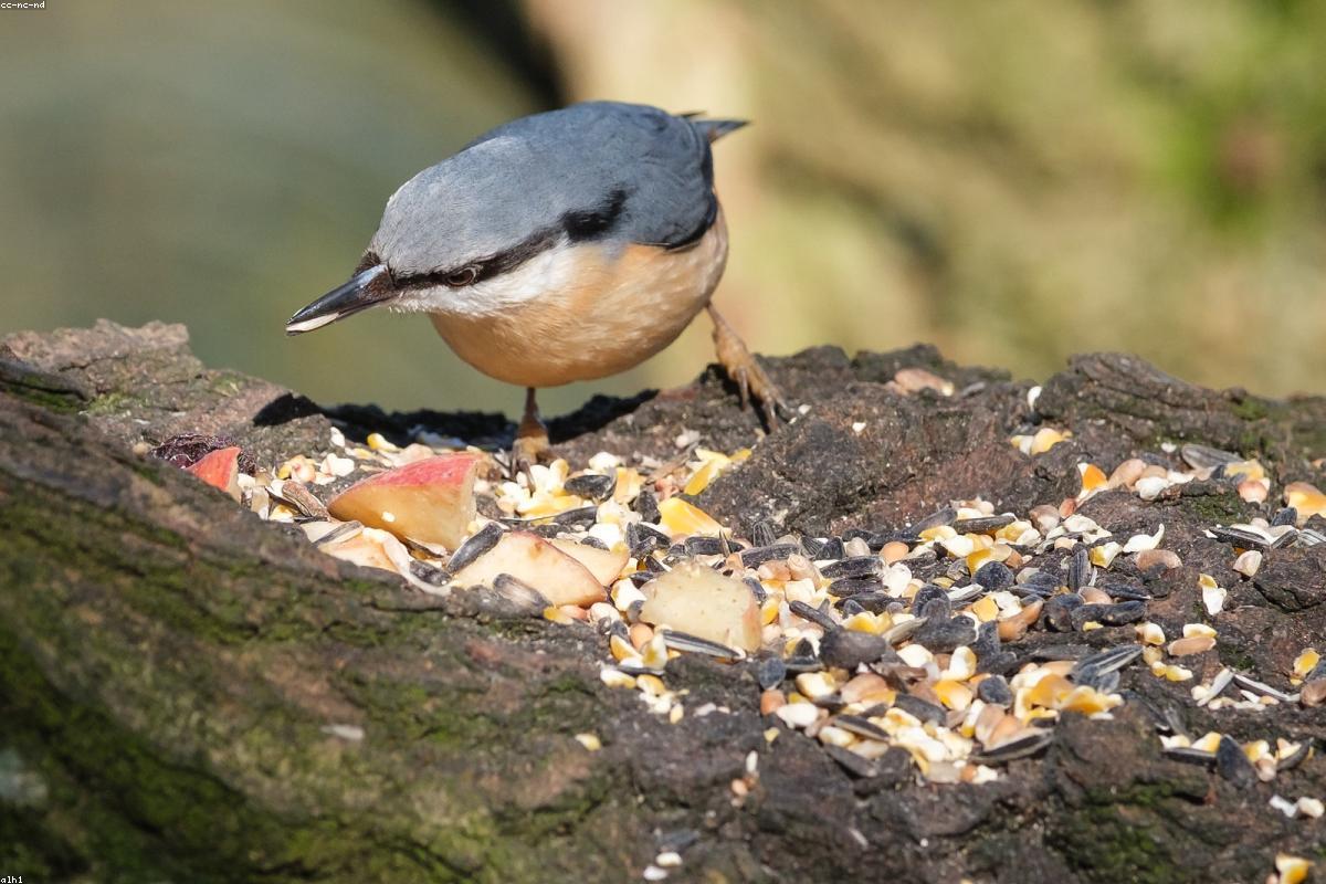 Kruper's nuthatch on pine