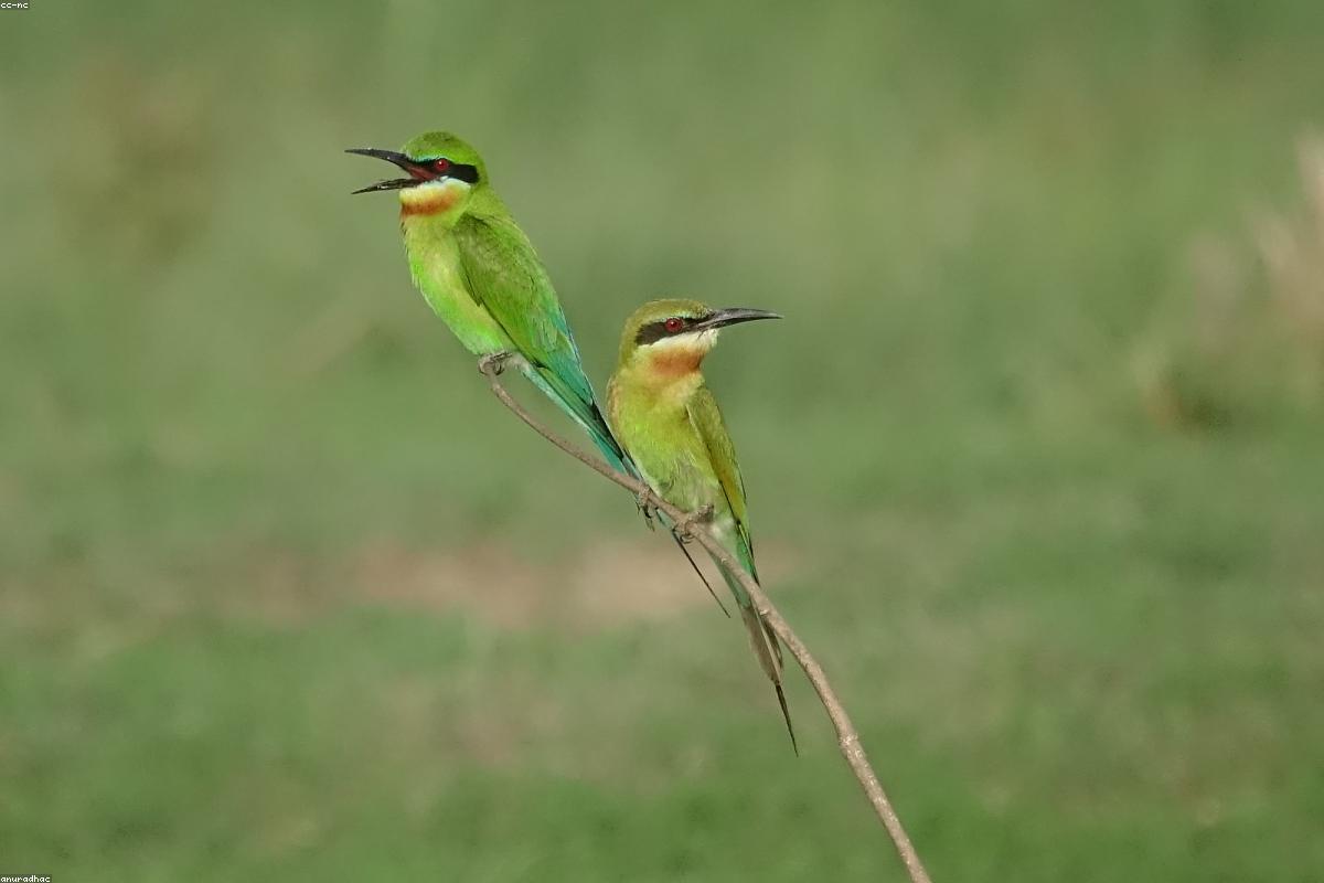 Bee-eater on wire