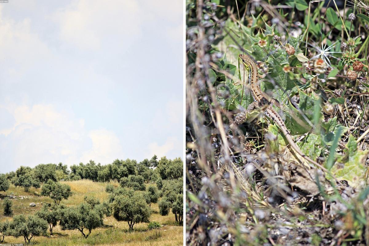 Wide view of olive grove in spring