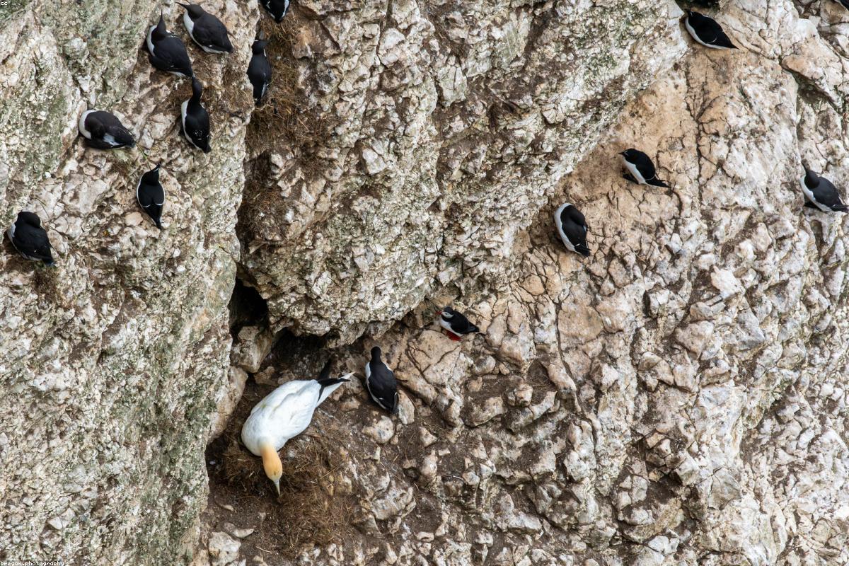 Machias Seal puffin burrows