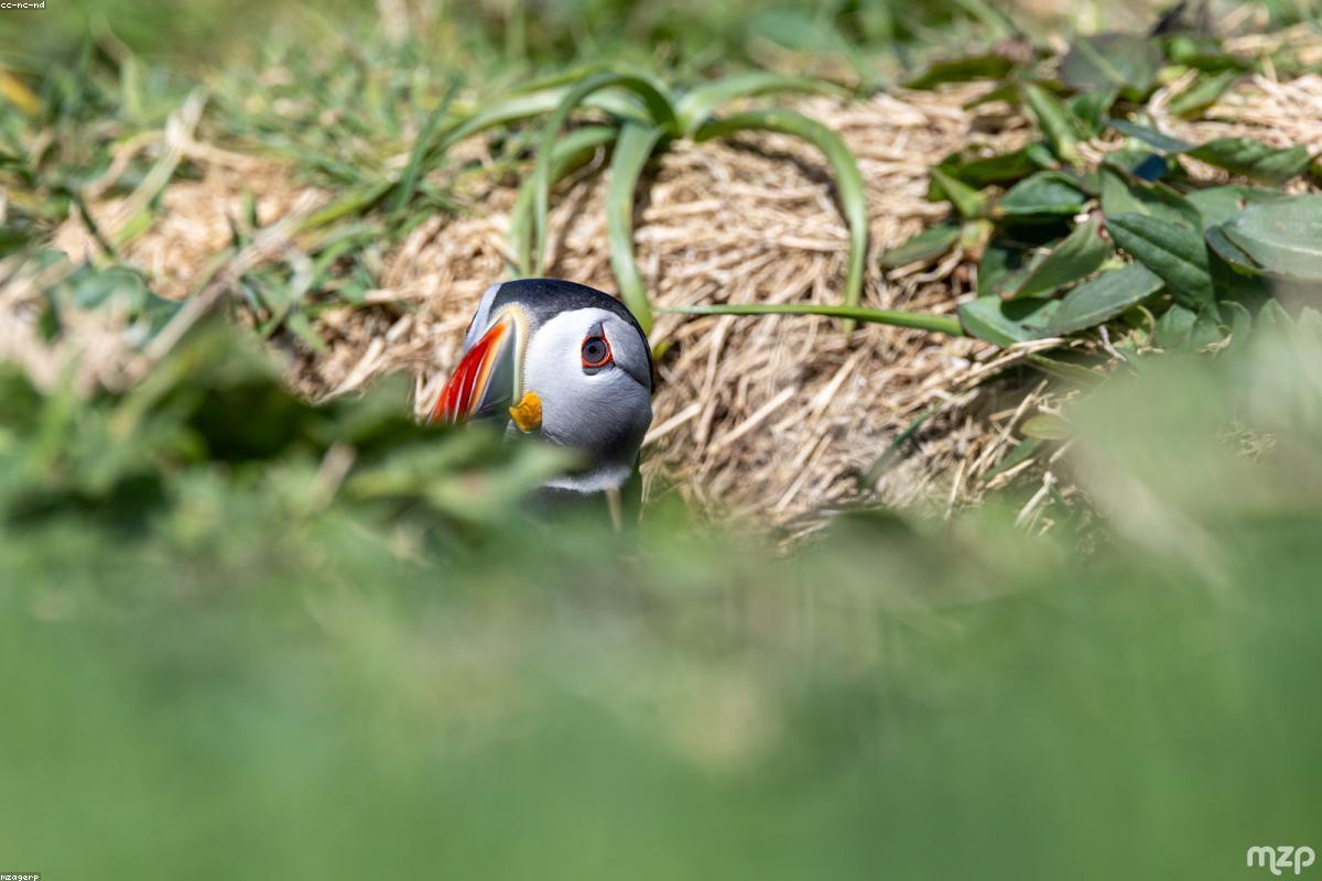 Puffin at burrow entrance