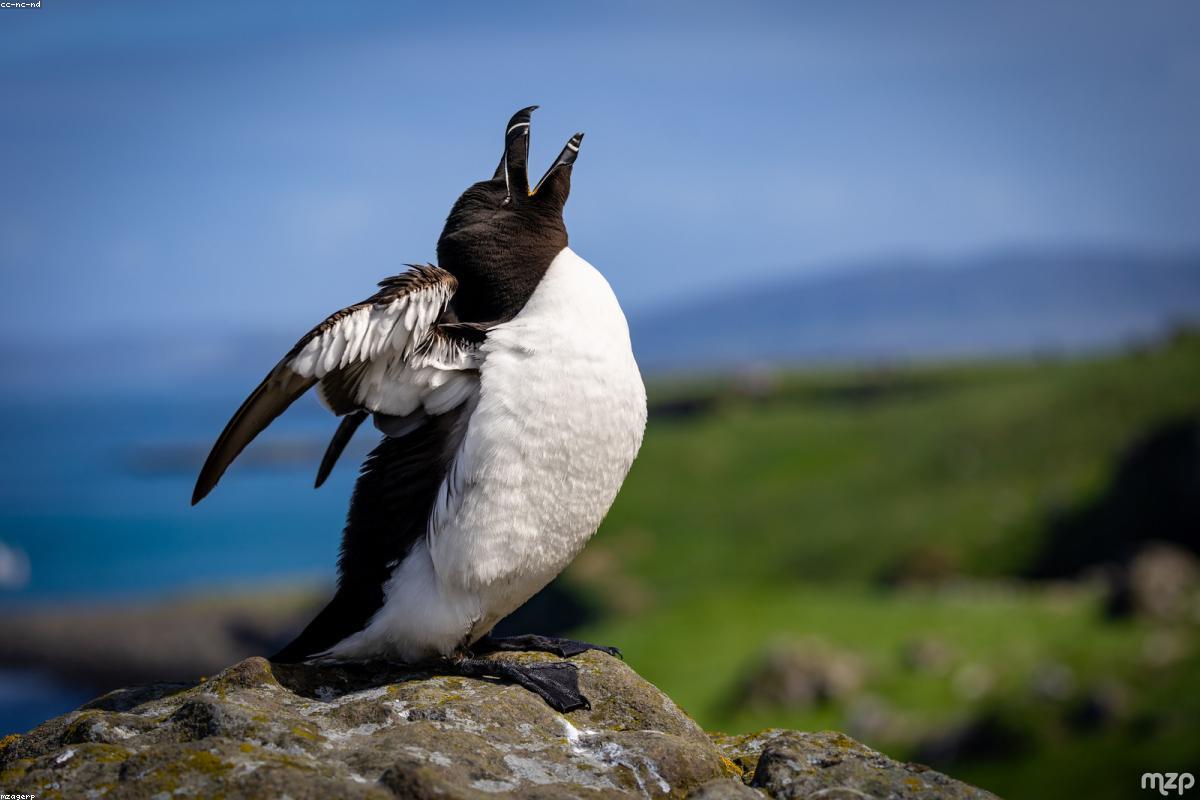 Two puffins sparring