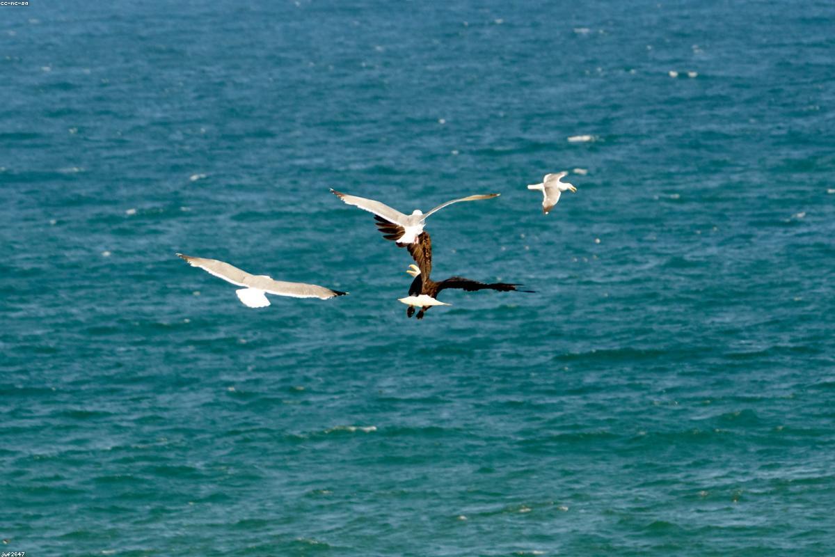 Common murre on ledge