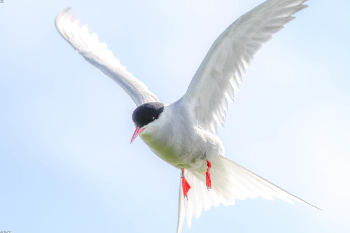 Arctic tern hovering overhead