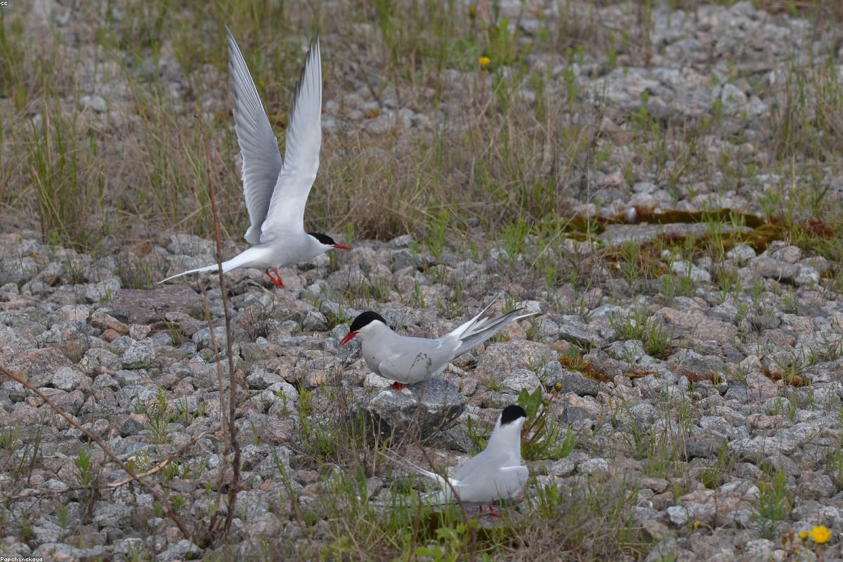 Arctic tern with fish