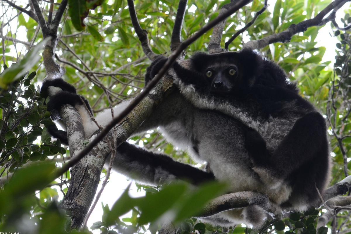 Madagascar — Andasibe lemurs