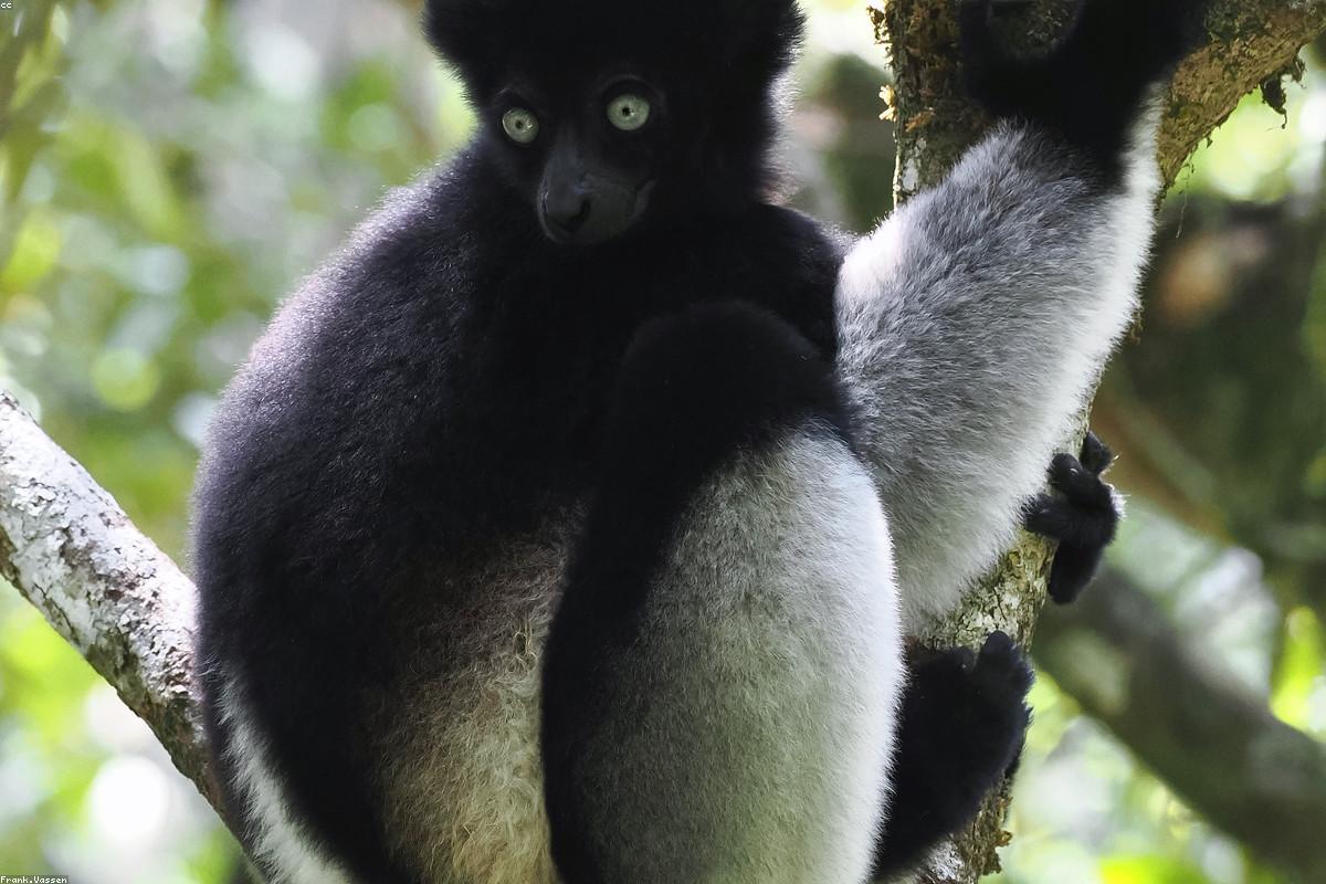 Indri female with baby on back