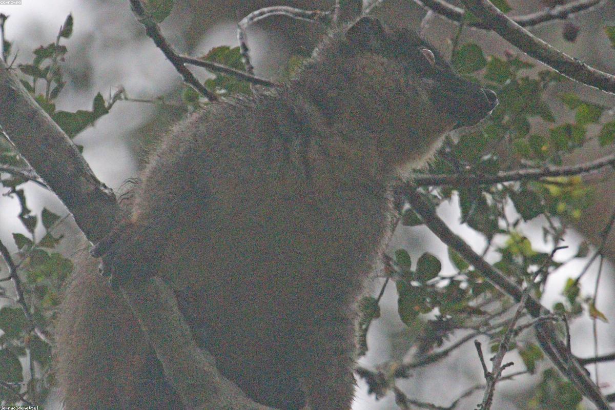 Common Brown Lemur curious