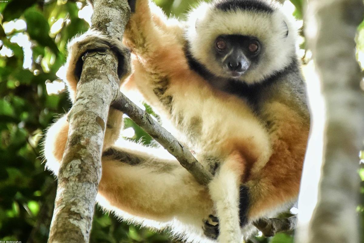 Diademed Sifaka mid-leap