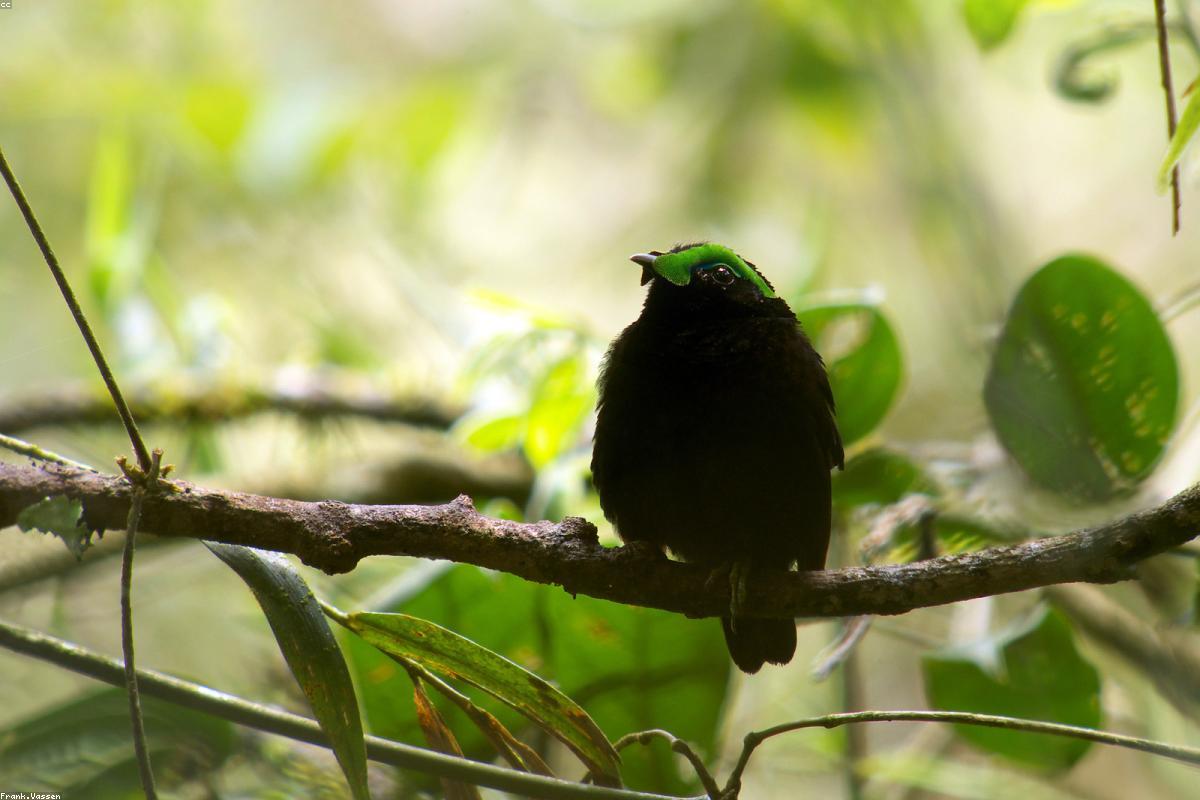 Velvet Asity on low branch